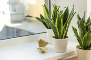 Sansevieria pianta purificatrice d'aria