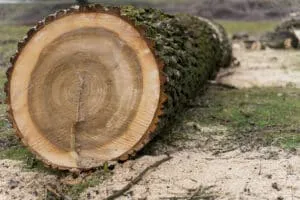 abbattimento controllato in tree climbing