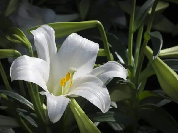 fiore bianco