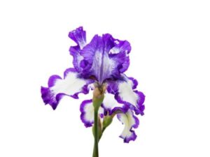 fornitura iris