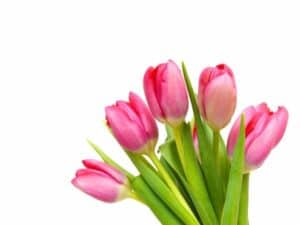 fornitura tulipani