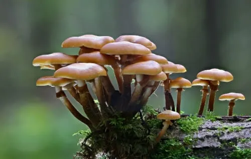 funghi