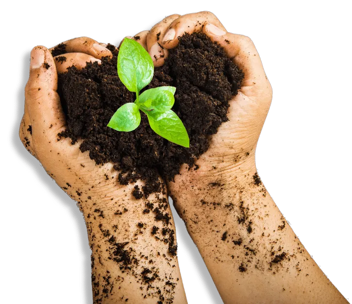 mano che tiene una piccola quantità di terra con un germoglio