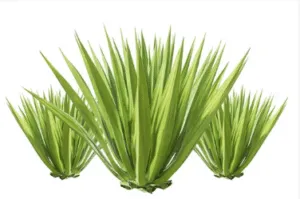 pianta agave