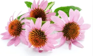 pianta echinacea