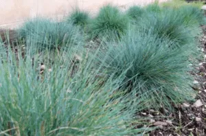 pianta festuca glauca