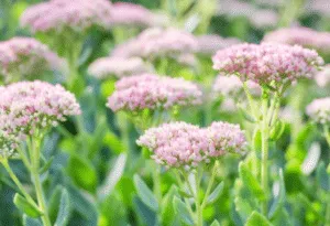 pianta sedum spectabile
