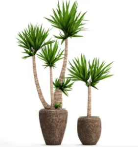 pianta yucca