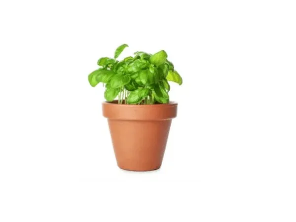 piante aromatiche annuali