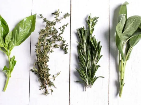 piante aromatiche caratteristiche