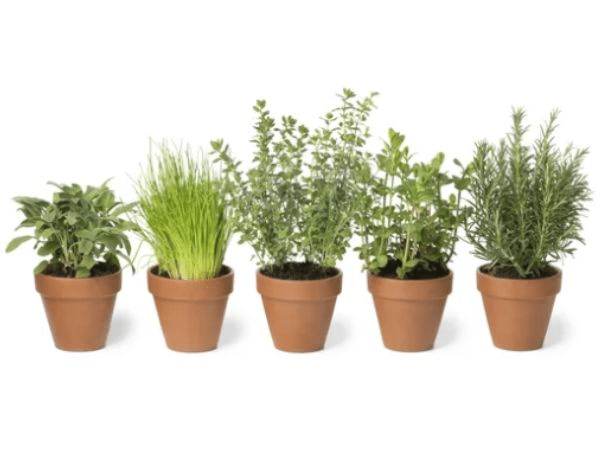 piante aromatiche perenni