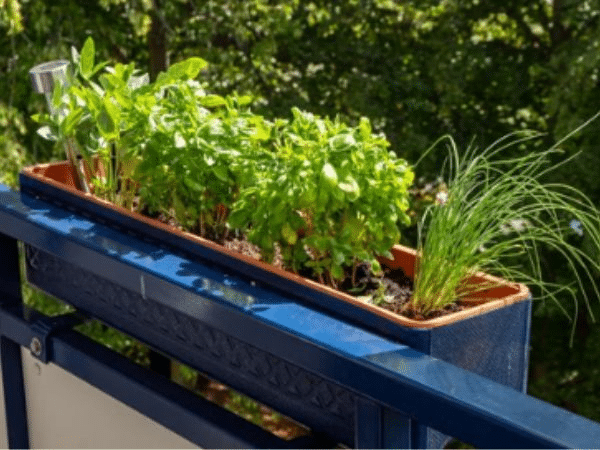 piante per balcone